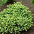 Picea abies "Little Gem" - smrek obyčajný